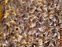Пчелопакеты, пчелосемьи, пчеломатки
