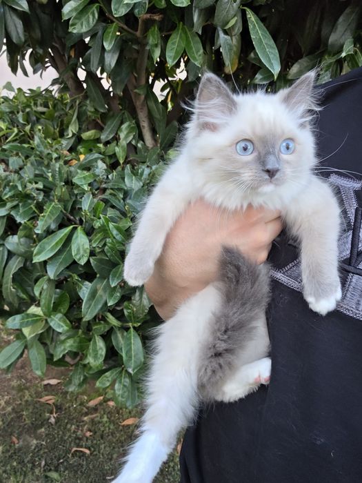 Ragdol/Рагдол на 3 месеца Две женски с родословие