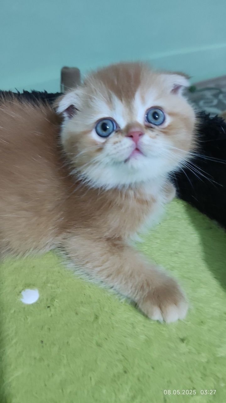 Породистые шотландские котята