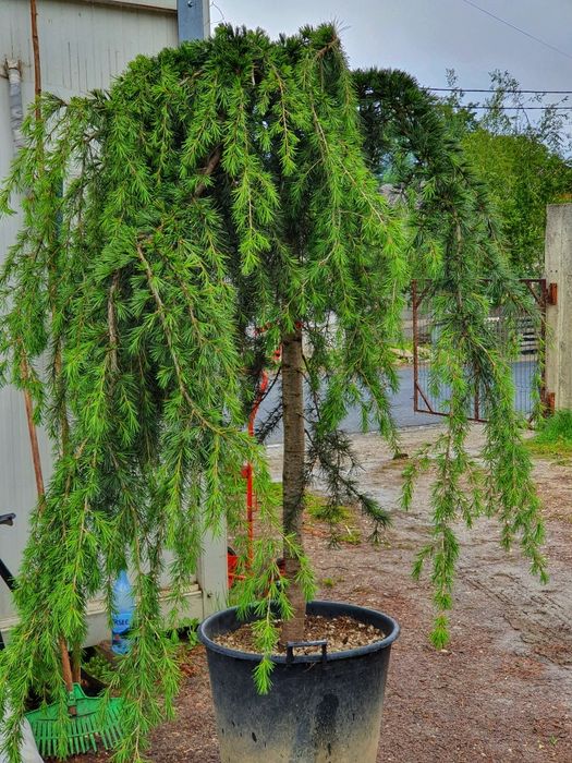 Vand tuia, brazi, plante ornamentale, Ienupar tarator, tuia glob etc