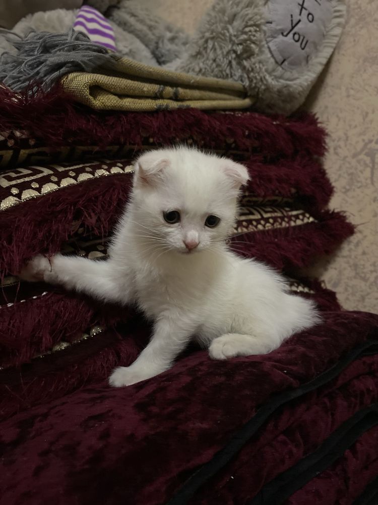 Parodali mushuklar juda aqlli uzi latogiga boradi