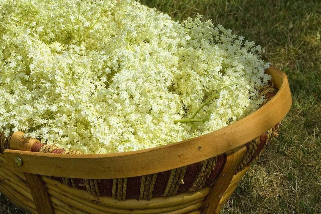 Сироп от бял бъз/Свирчов цвят/