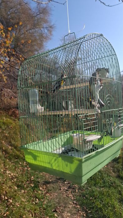 Продам щеглов