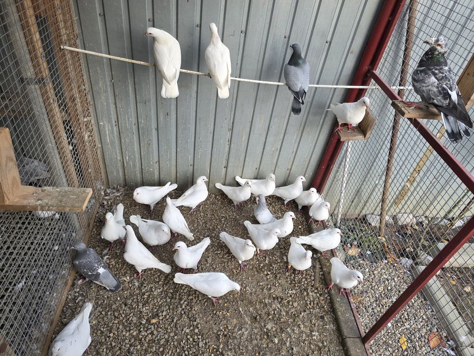 Porumbei hubble 21 de bucati  si alte rase