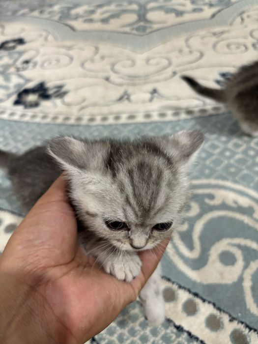 Продаются котята британки