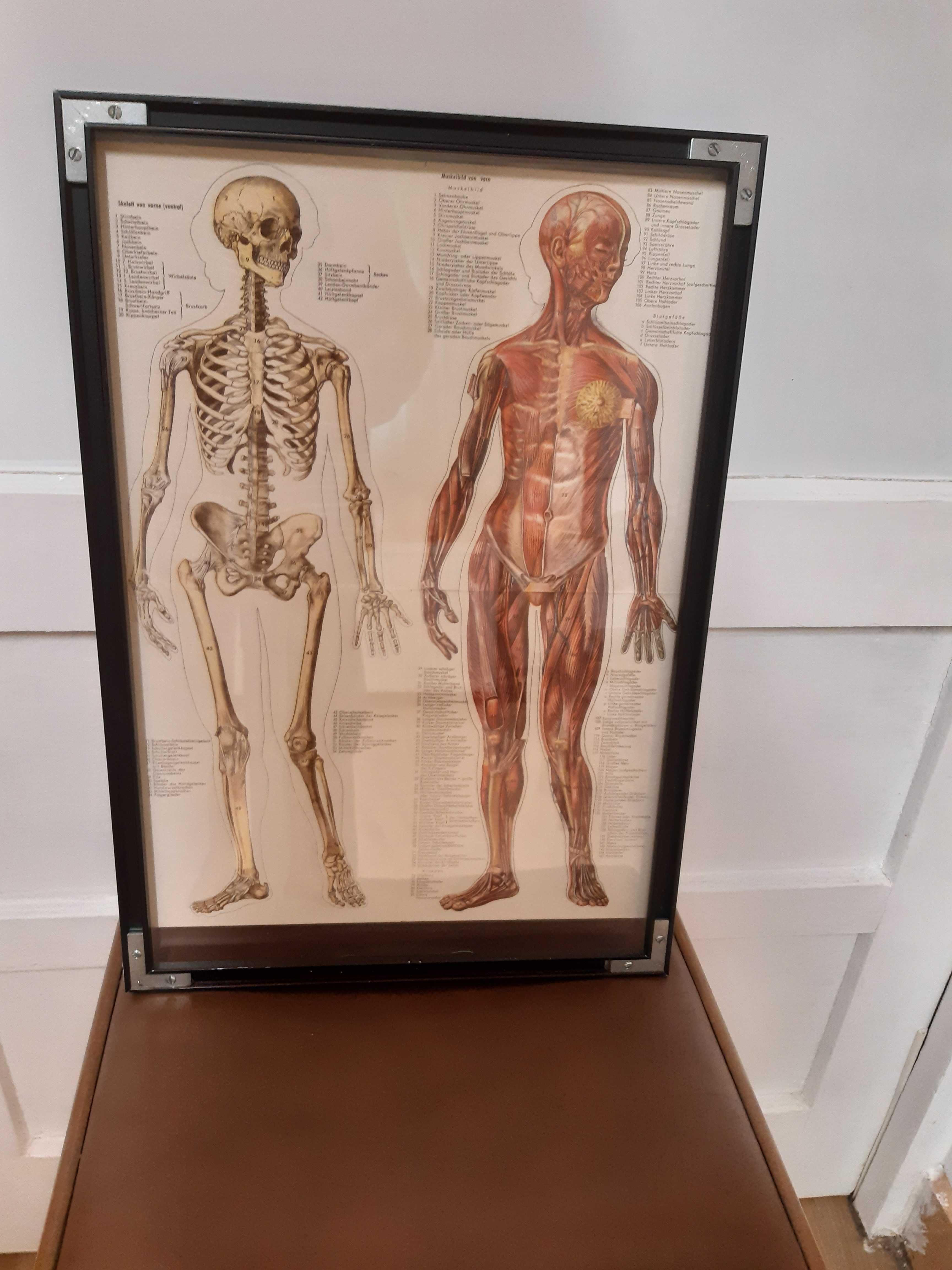 Tablou cu doua fete, anatomia corpului uman, inaltime 49cm