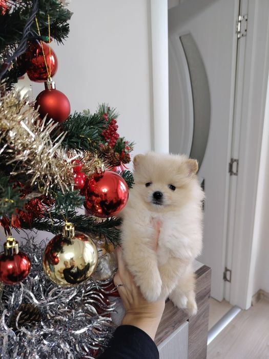 Померан момче  с първа ваксина