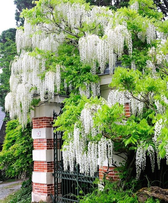 planta care se agata de ziduri.wisteria.4 culori..