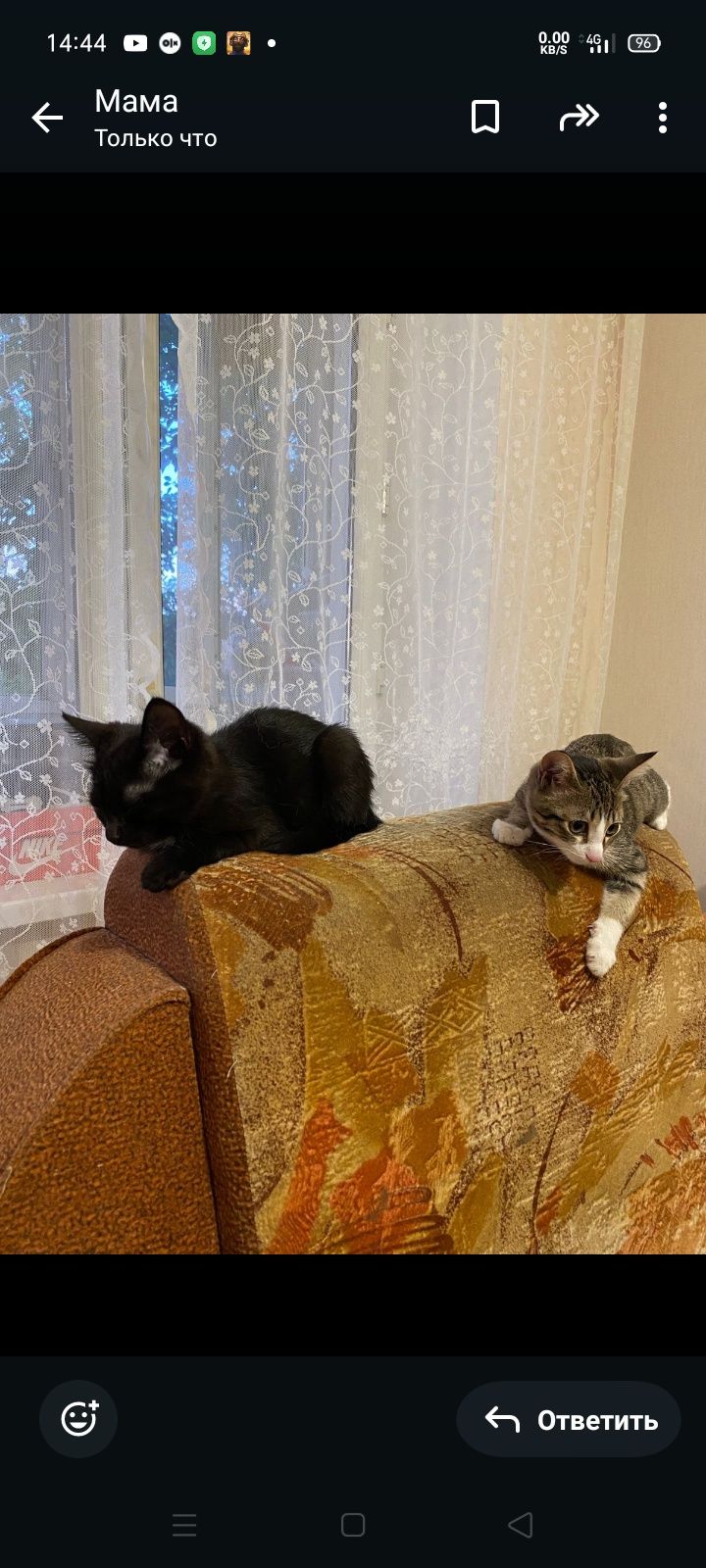 Котята кошечки  есть разные