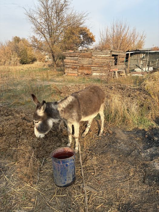 Осел продаю молодой