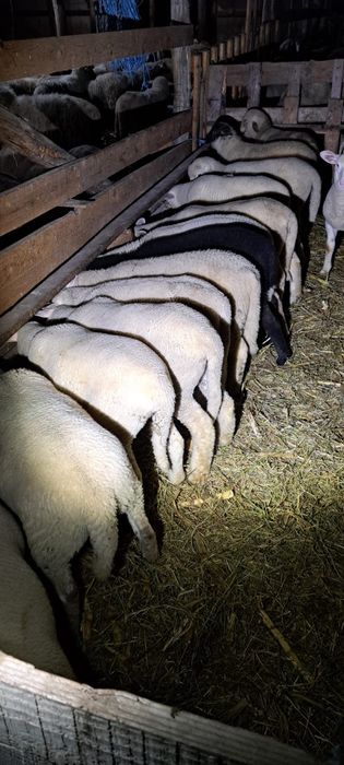 Miei Merinos cu Ile de France