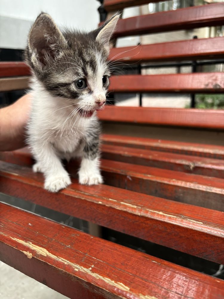 Котята ищут добрые руки