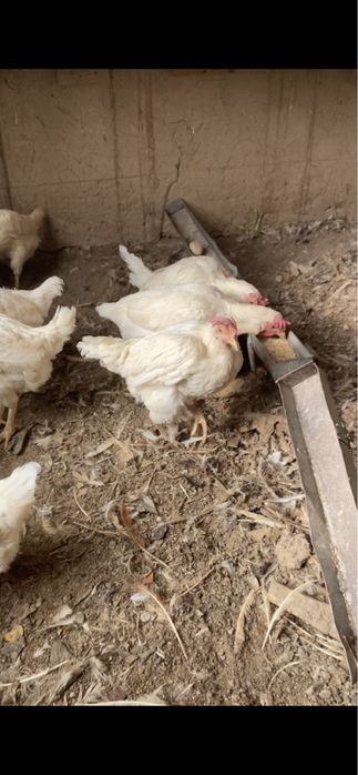 Tovuqlar Sotiladi Optim Tovuq