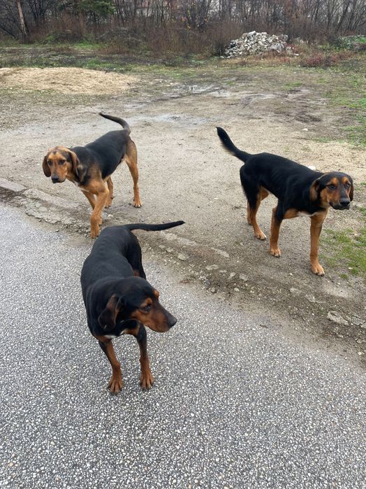 Подаряваме гончета