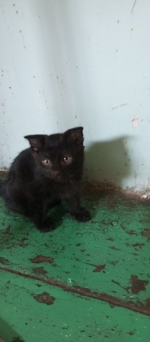 Продаются домашние котята