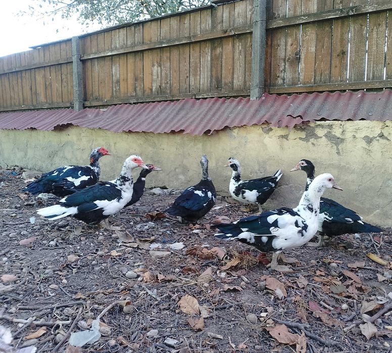 De vânzare rațe mute!