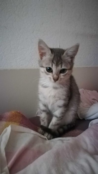 Коте сиво тигърче