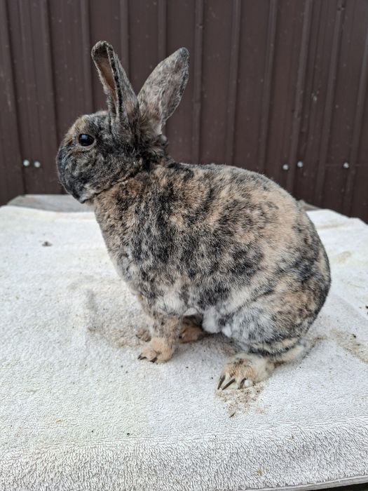 Vând iepuri Rex pitic si Cap de  leu