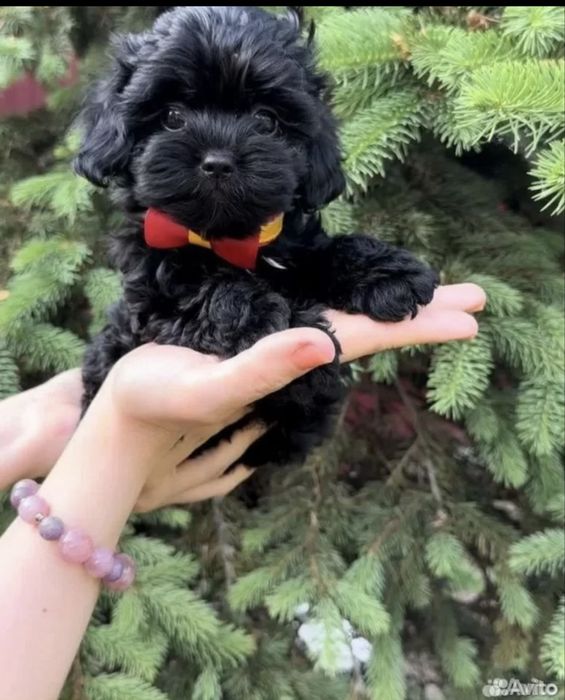 Черный мальтипу