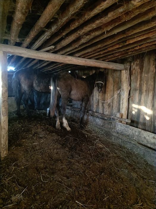 ПРОДАМ жеребят 1,5 года