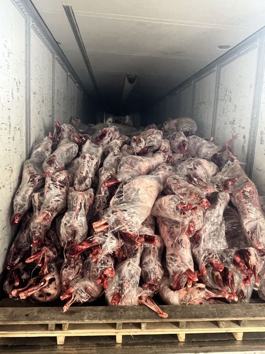 Продажа мясо Сайгака (сайга)