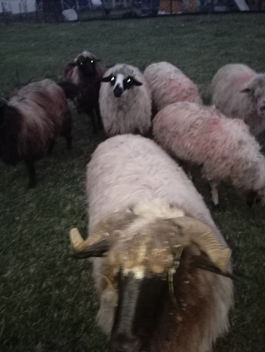 Vând 5 cârlani o mioară și o oaie