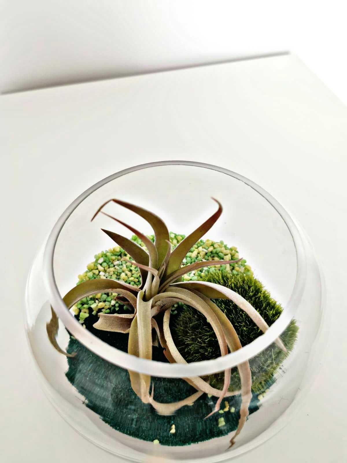 Terarium "padurea"