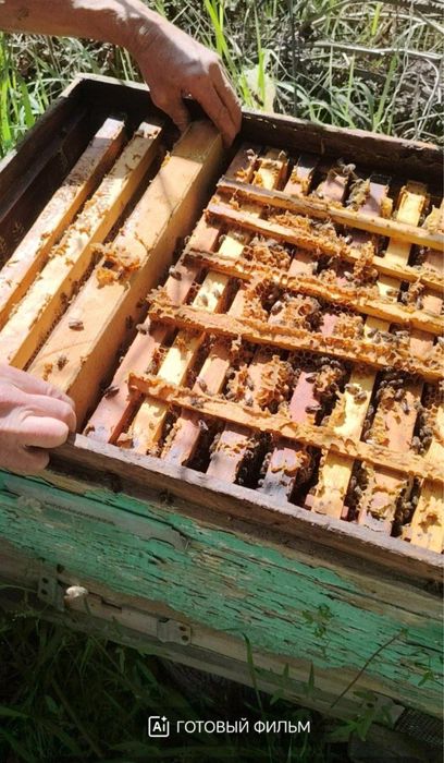 Продажа пчёл с уликами