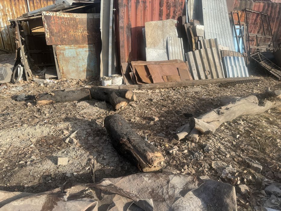 Деревья бесплотна