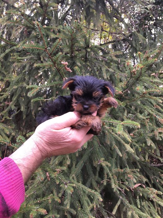 Супер Мини Йорки Доставка