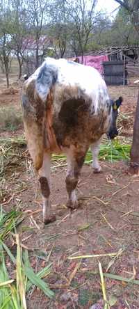 Vaca de vânzare albastru belgian