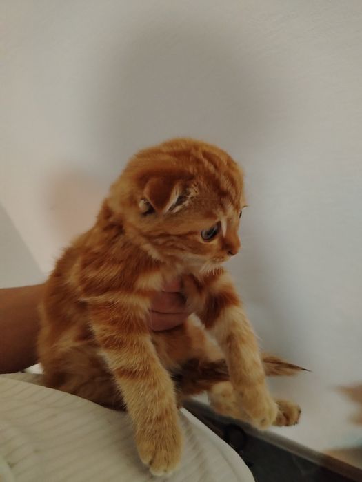 Scotish Fold toza parodali