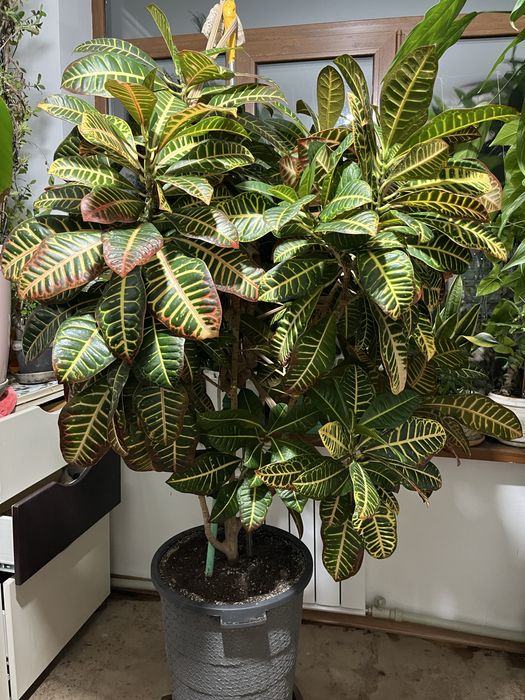 Продам много цветов