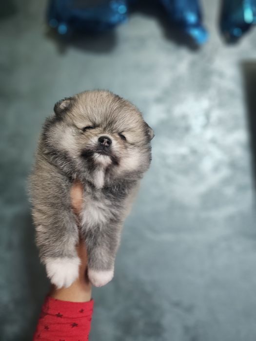 Pomeranian mascul