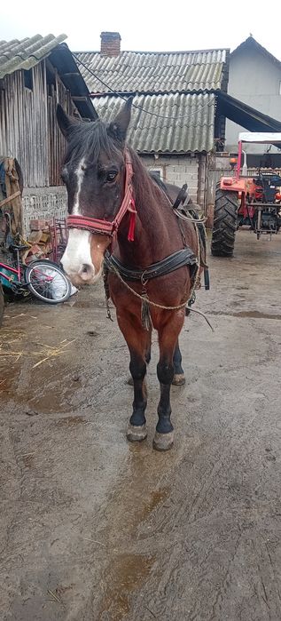 Vând cal de pădure vârstă 12 ani