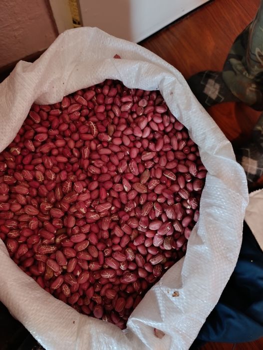 Фъстъци Калинка  България