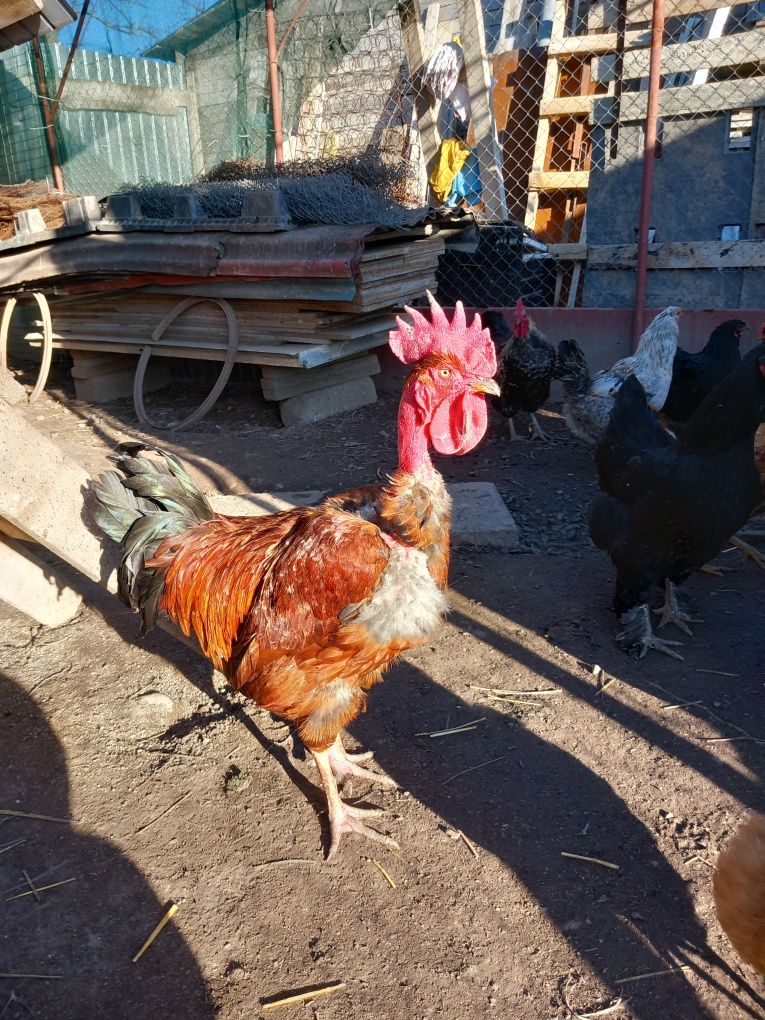 Oua de incubat de țară și de consum