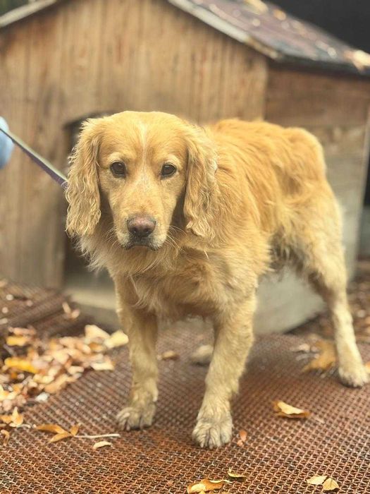 Пропала собака спаниель