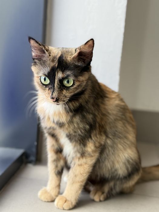 Кошка Тиффани ищет семью. Стерилизована