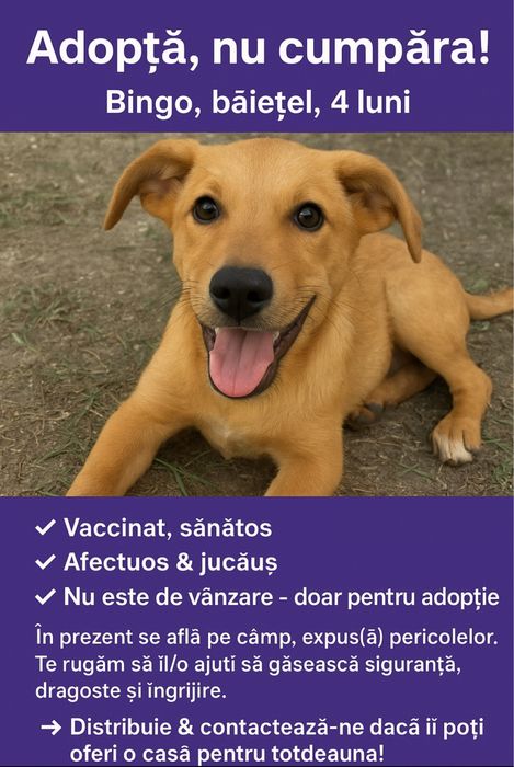 Pentru adoptie gartis catei superbi
