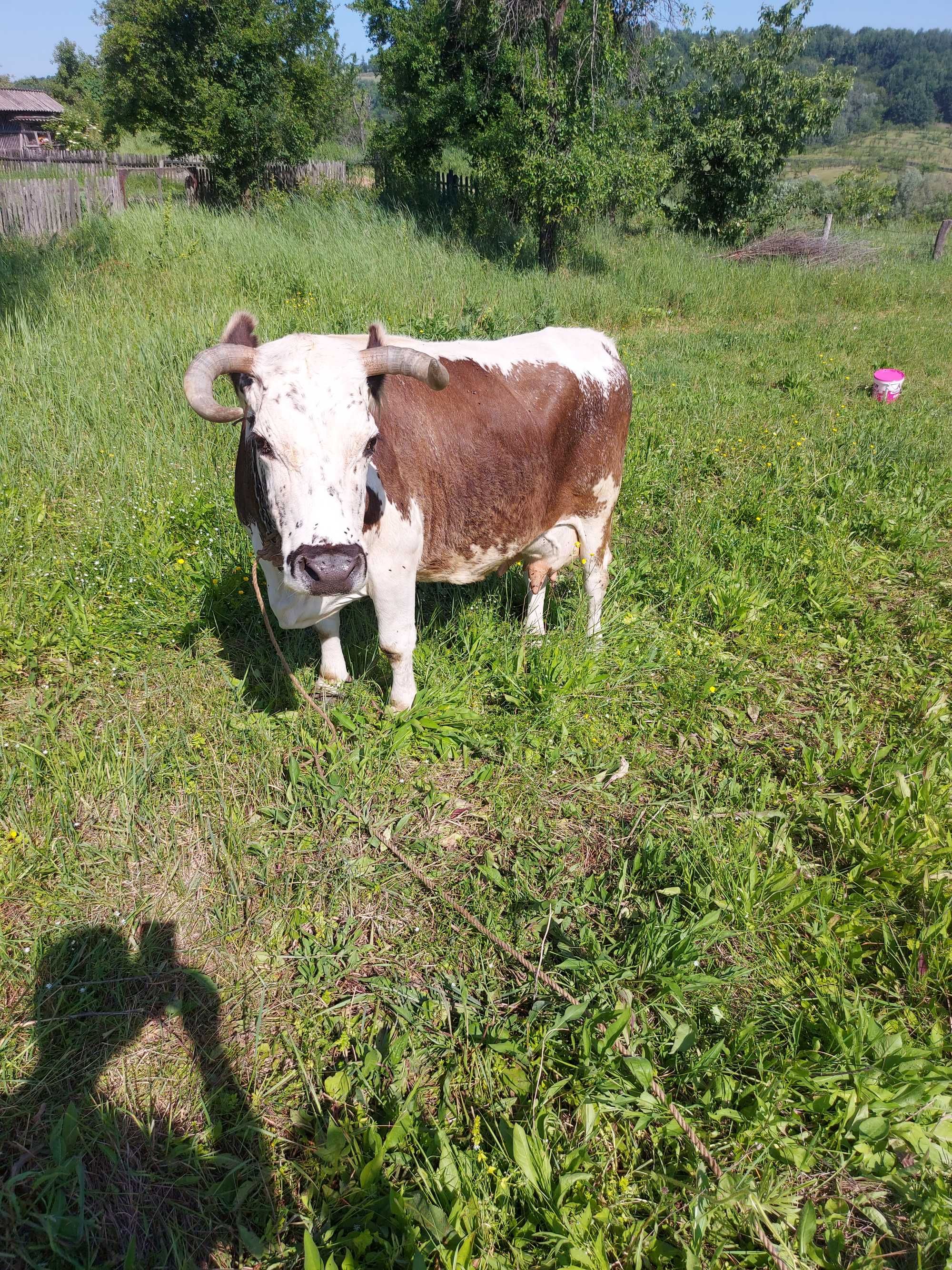 Vand vaca cu lapte