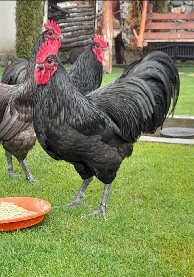 Vând pui din rasa de gaini Australorp Albastru si Negru