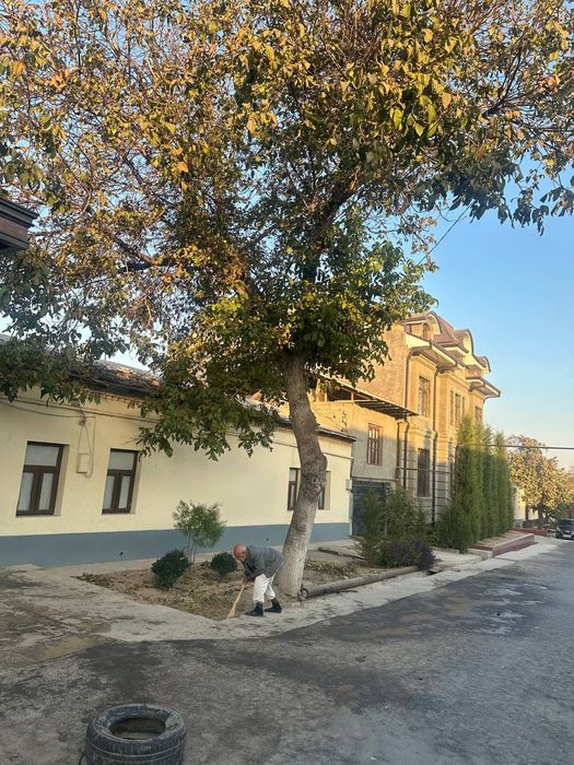 Daraxt kesib ketish narxini kelishamz