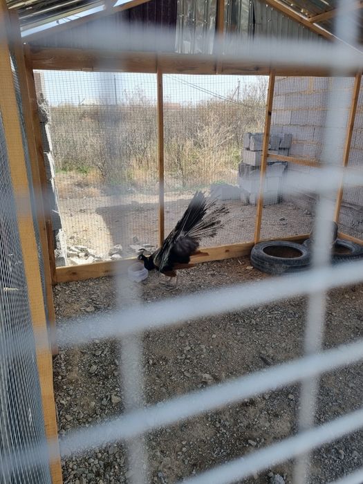 Павлин  сатылады