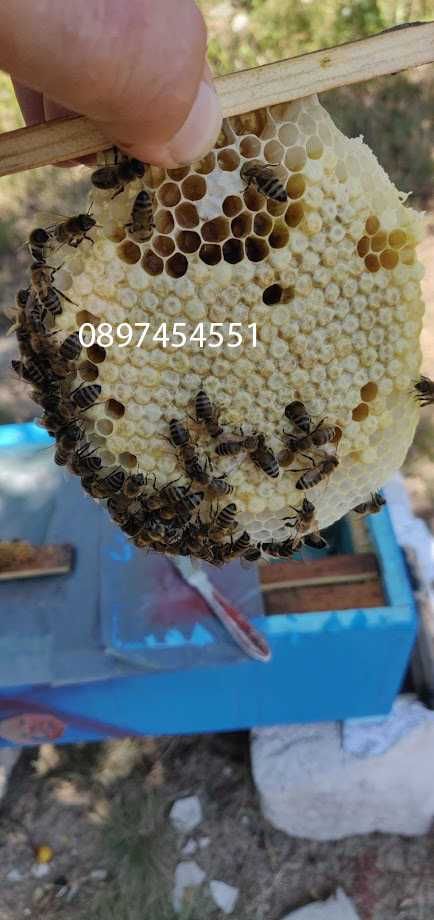 Пчелни  майки Отводки малки пчелни семейства