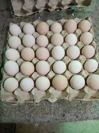 Vând ouă de găini moțate