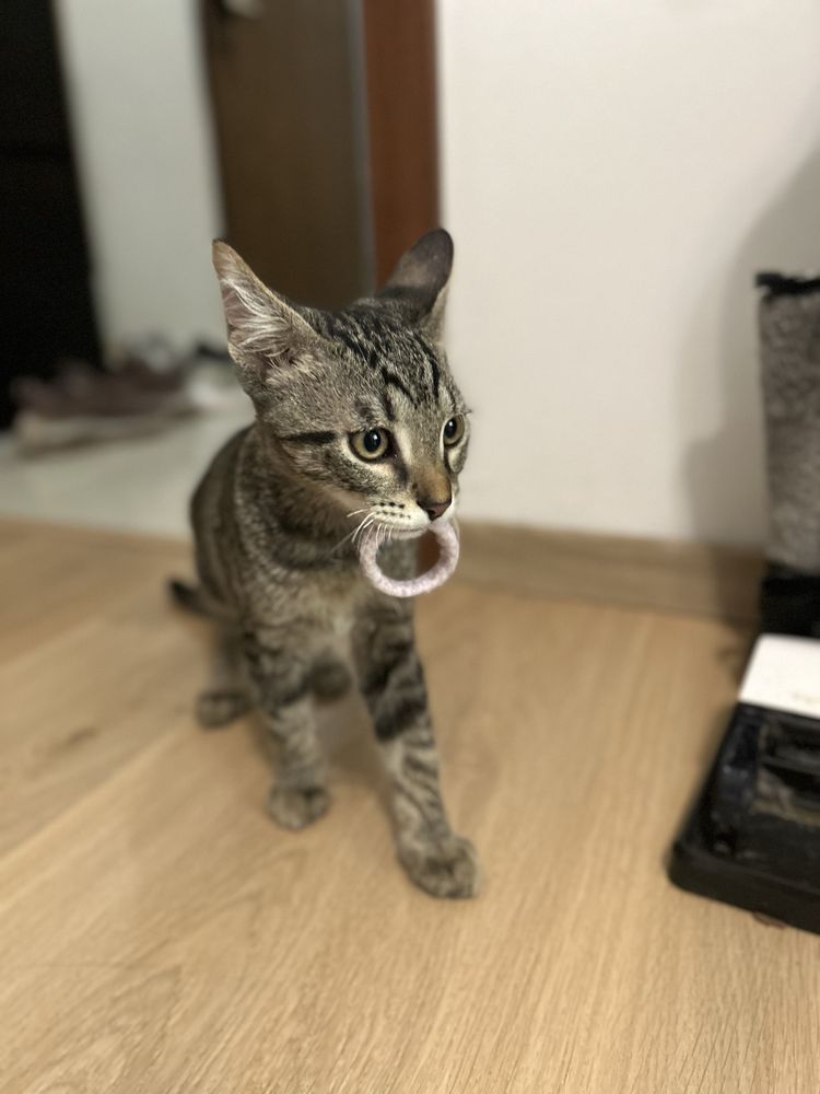 Грозно коте търси дом