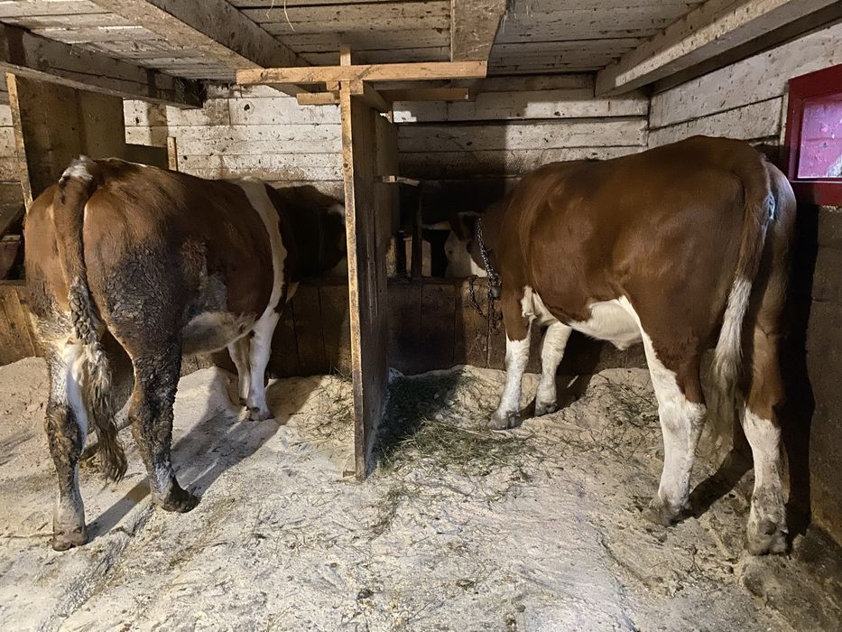 Vand Jurinca Baltata Romaneasca