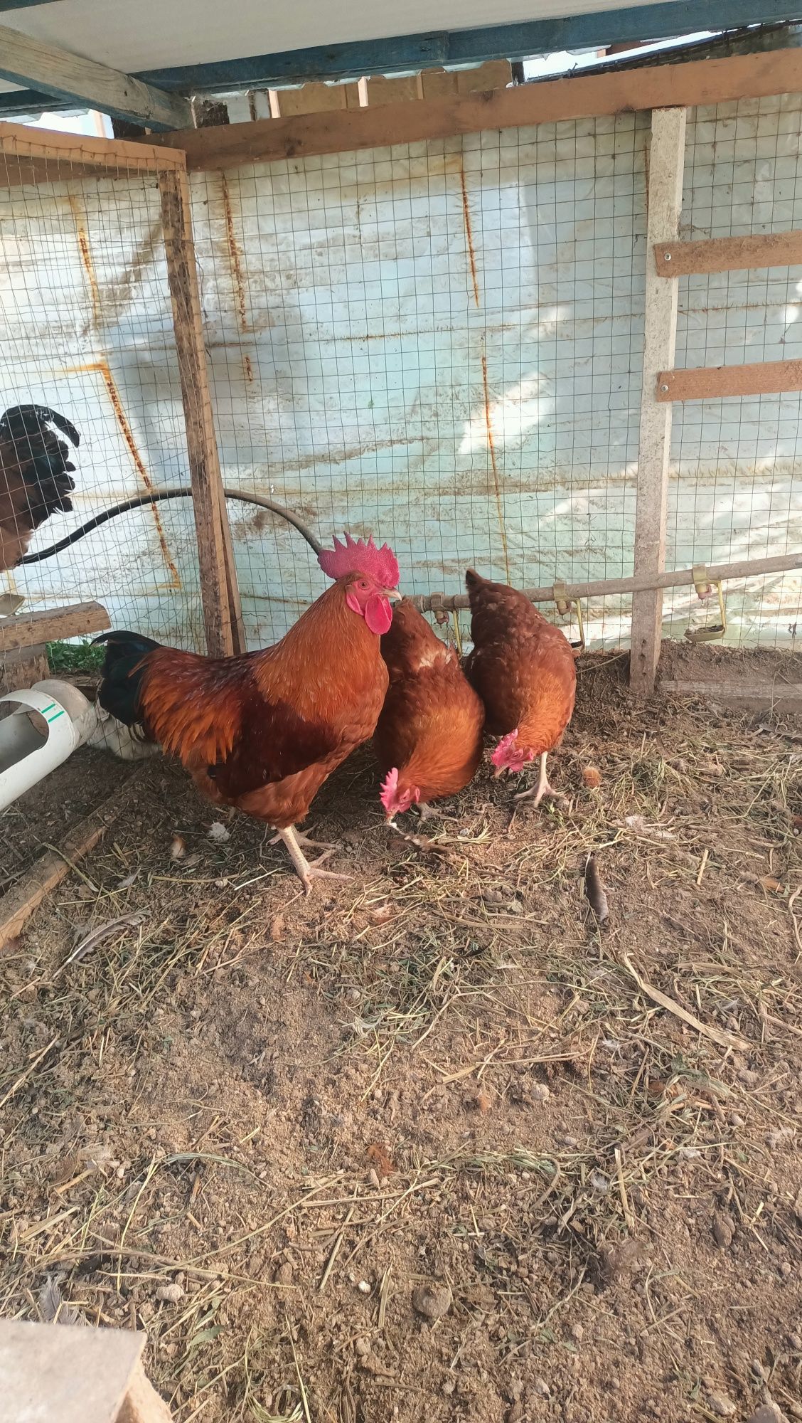 Инкубационнын яйца, Нъю Гемпшир
