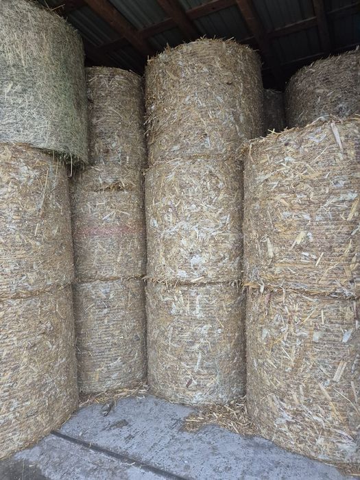 Vând baloți (mazăre, grâu, coceni)